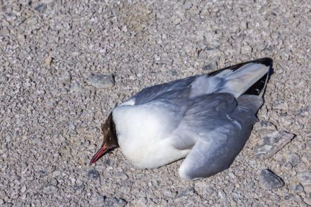 一种新毒株出现：华盛顿州一名患者感染H5N5禽流感，首例人感染病例已入院治疗