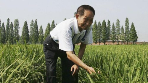 2021年5月22日，中国杂交水稻育种专家袁隆平病逝于湖南长沙，享年91岁。中共官媒新华社5月24日以《袁隆平同志逝世》为标题，发布了袁已离世的消息。对中共党媒称从未加入共产党的袁隆平为“同志”的反常做法，外界提出质疑。 