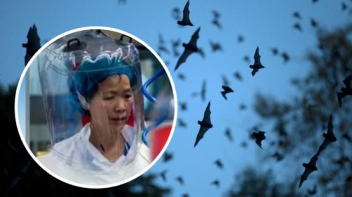 【重磅】石正丽伪造证据掩盖真相 武毒所三篇未发表的博士和硕士毕业论文曝光：武毒所人工制造病毒！