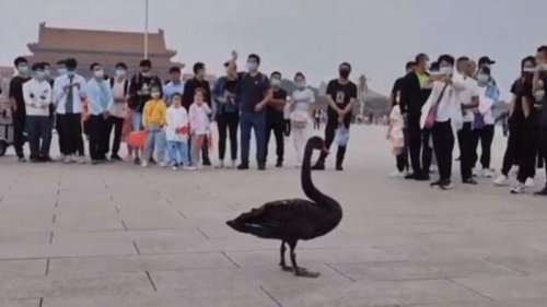 近年来，中国经济衰退，政权风雨飘摇，中共总书记习近平曾多次警告，要防范“黑天鹅”、“灰犀牛”事件。然而，一只黑天鹅日前突然飞临北京天安门广场，并停留不走。网络热议：这是中共的“不祥之兆！” 