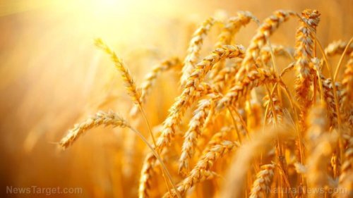 粮食末日：世界上只剩下10周的小麦了，在不到三周的时间里，小麦可能从商店的货架上消失。
